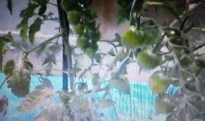 ミニトマトの実