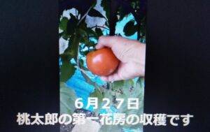 トマトの収穫