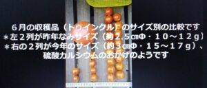 トマトのサイズ