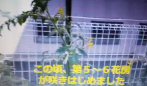 ミニトマトの花