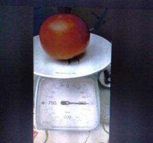 トマトの重量