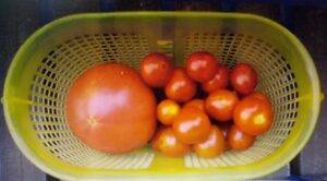 大玉トマト・ミニトマト」