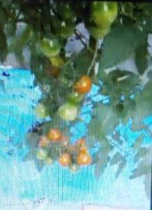 ミニトマトの実