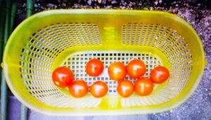 ミニトマトの収穫