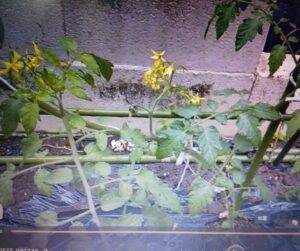 ミニトマトの花