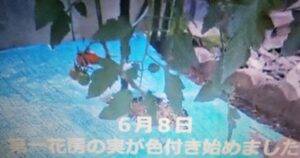 ミニトマトの赤