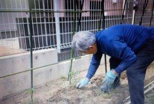 トマトの苗の植え付け