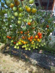我が家の庭菜園のミニトマト