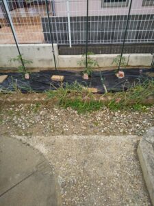 ミニトマトの苗の植え付け