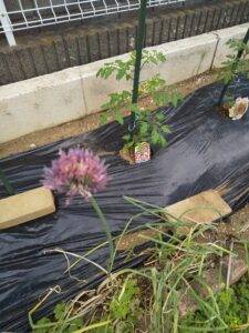 ミニトマトの苗とネギの花