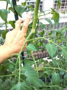 ミニトマトの茎の太さチェック