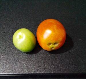 ミニトマトに虫食い被害