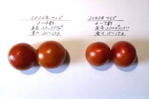 2026年と2025年のミニトマトのサイズの比較